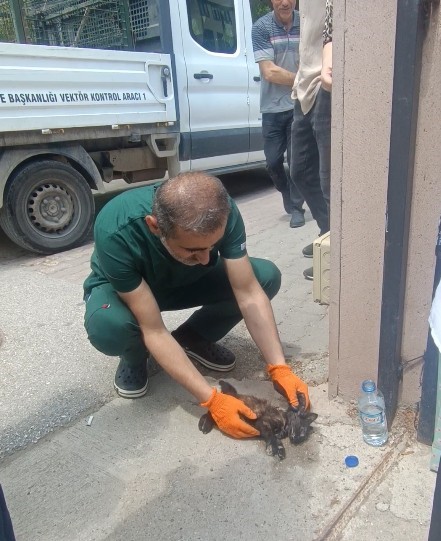 kastamonuda-aracin-carptigi-yavru-kedi-universite-ogrencilerinin-kalp-masajiyla-hayata-dondu