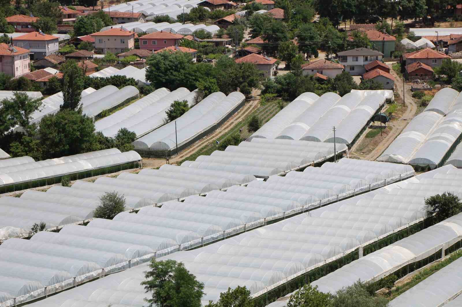 kucuk-antalya-amasyada-domates-hasadi-basladi