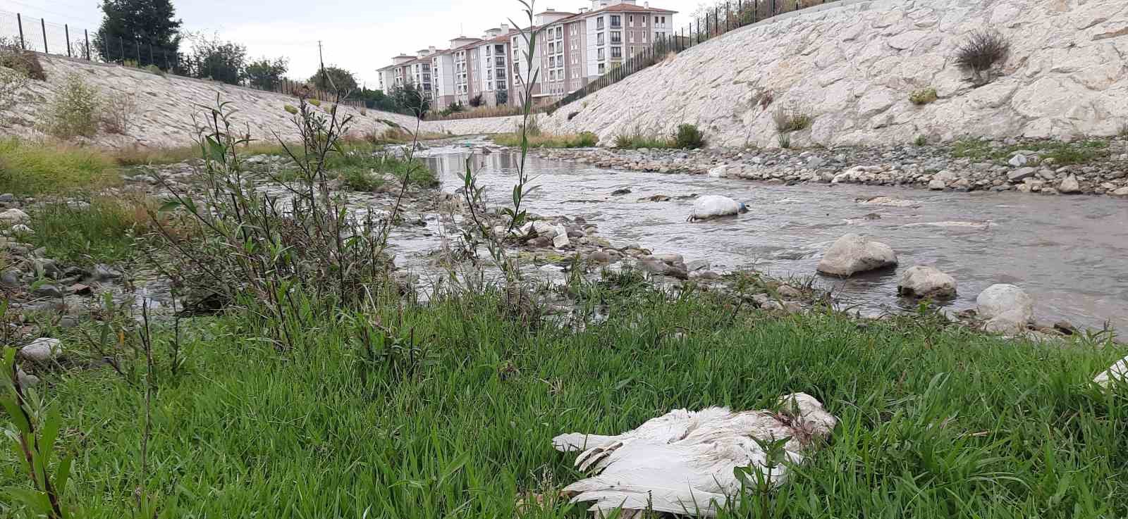 samsunda-26-kaz-telef-oldu