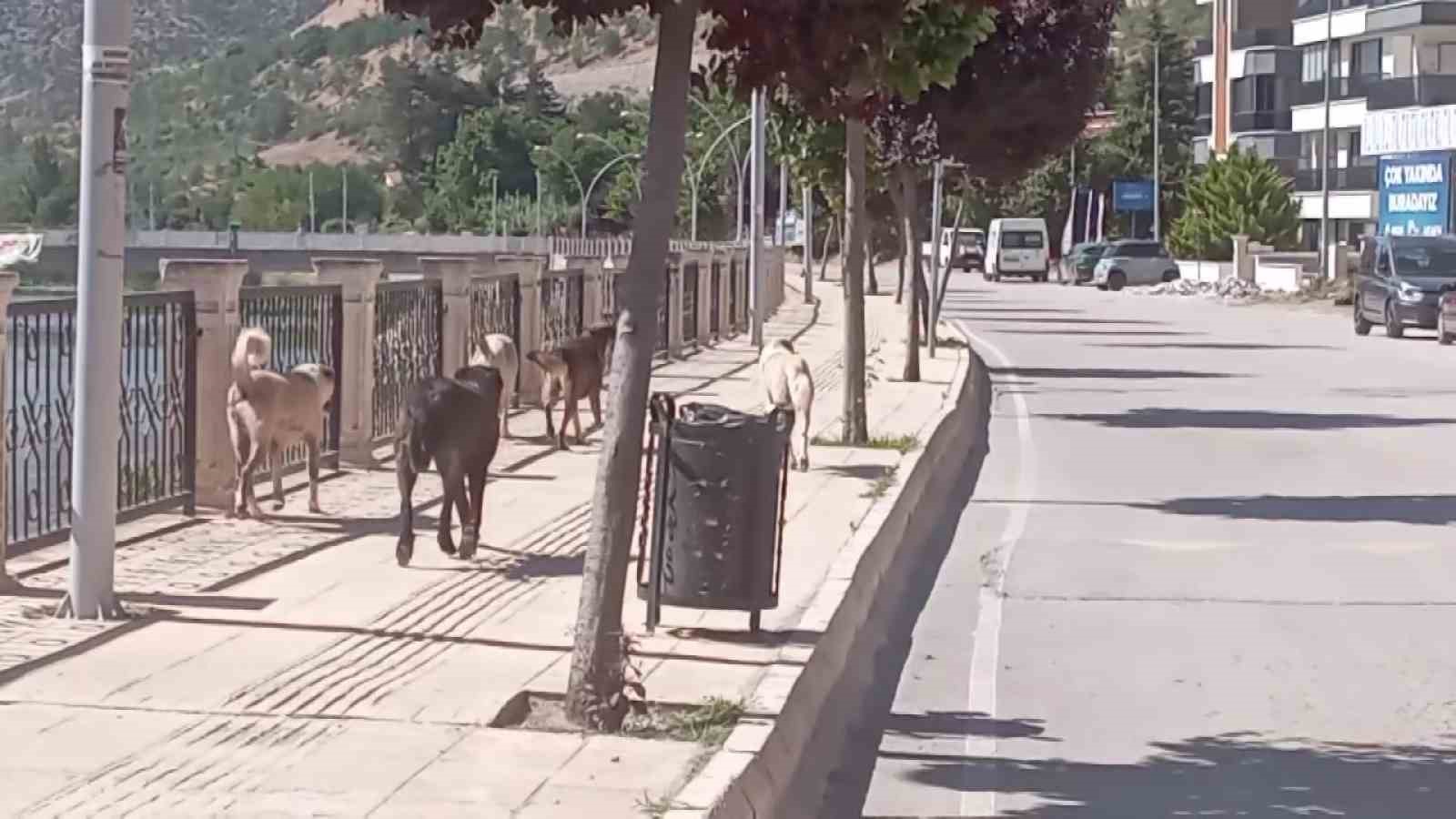 amasya-sokaklarinda-halki-korkutan-kopek-cetesi