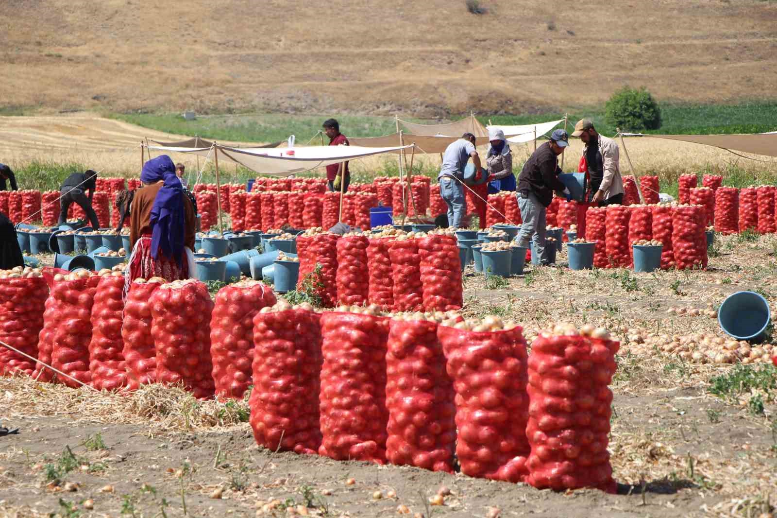 amasyada-bu-yil-sogan-bol-avrupa-ve-rusyaya-da-ihrac-edildi