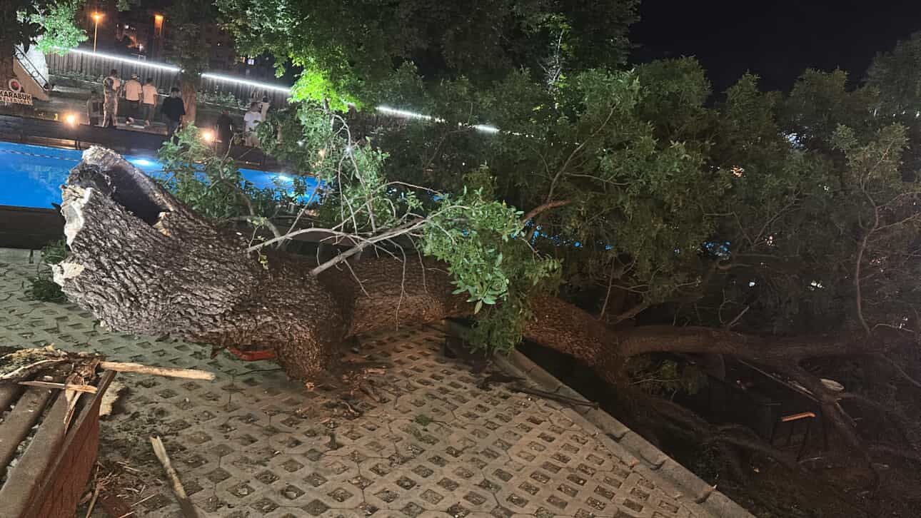asirlik-cinar-agacinin-kopan-dali-4-kisiyi-yaraladi