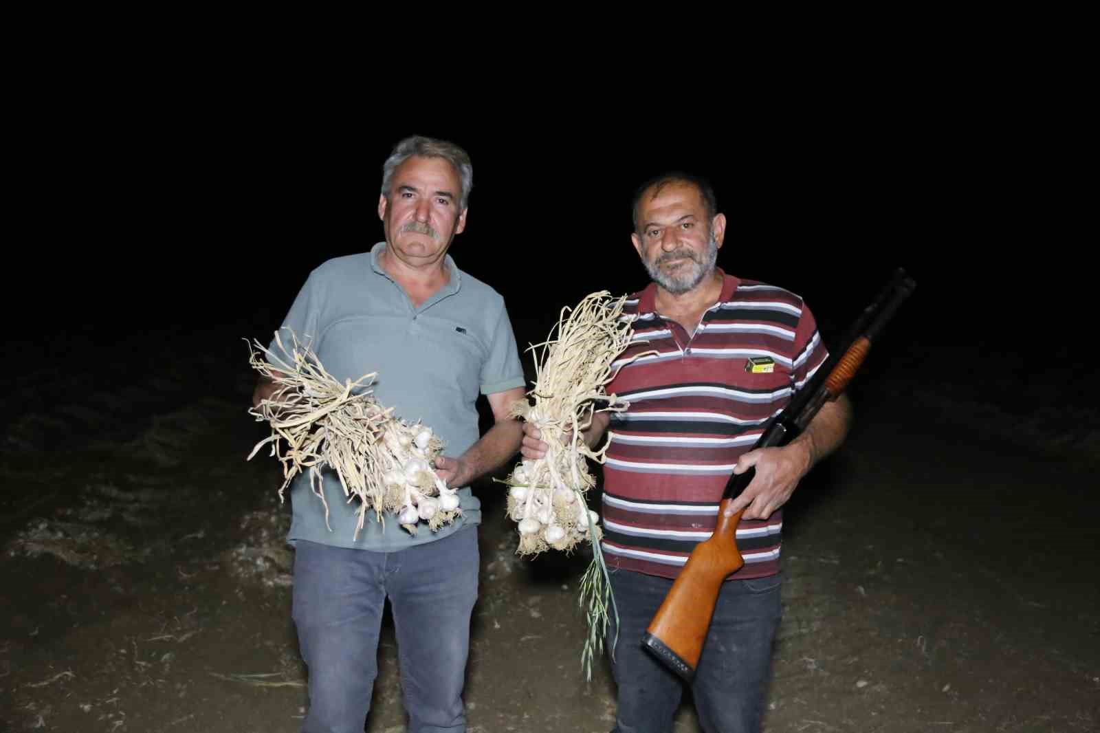 ciftcilerin-beyaz-altin-nobeti-sarimsaklar-calinmasin-diye-sabaha-kadar-tarlada-nobet-tutuyorlar