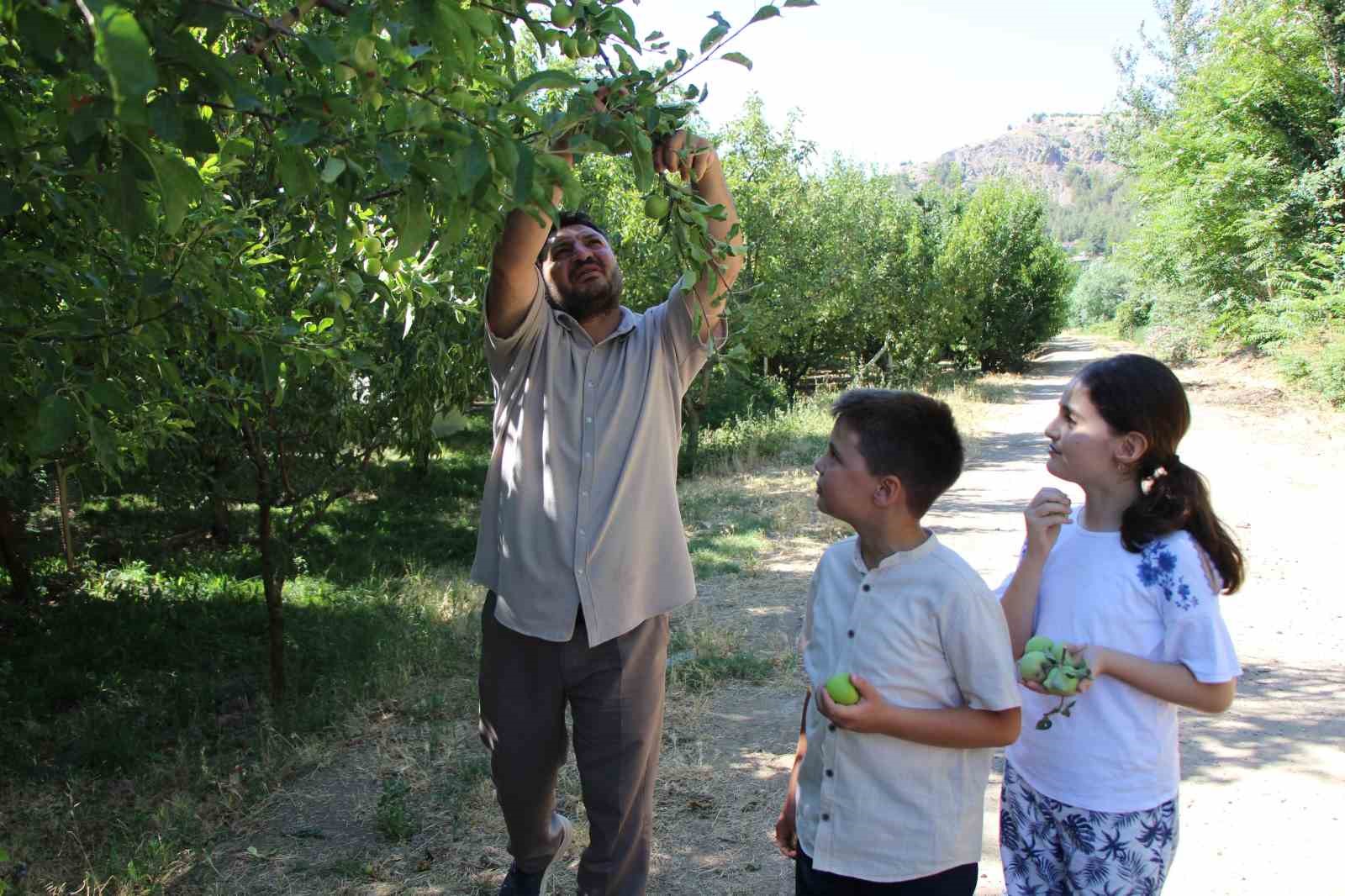 don-felaketinden-korunan-elmalari-satmayip-bahcesine-gelenlere-ikram-ediyor
