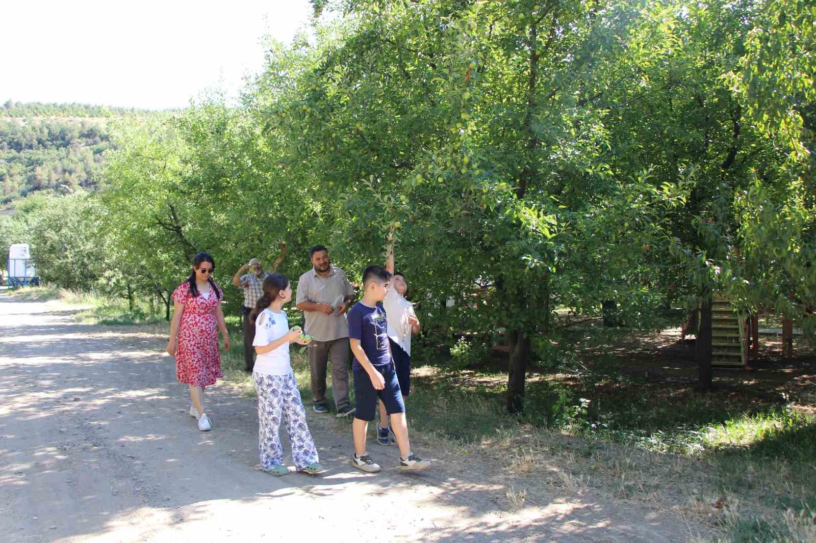 don-felaketinden-korunan-elmalari-satmayip-bahcesine-gelenlere-ikram-ediyor
