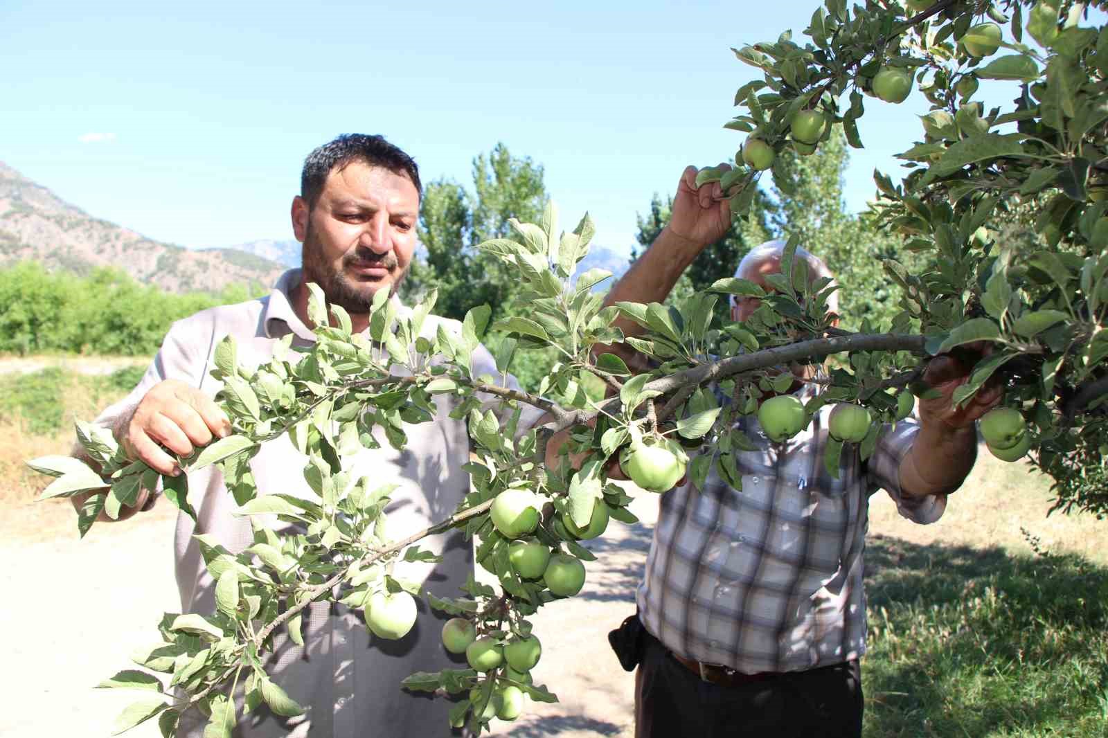 don-felaketinden-korunan-elmalari-satmayip-bahcesine-gelenlere-ikram-ediyor