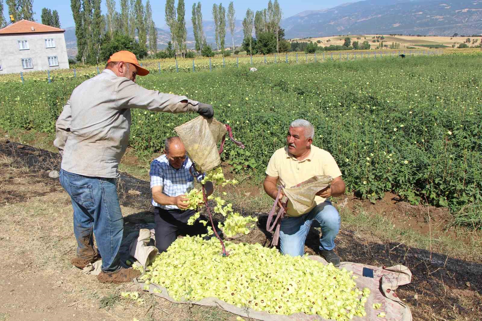 amasyanin-tescilli-bamyasina-afrikadan-rakip-cikti
