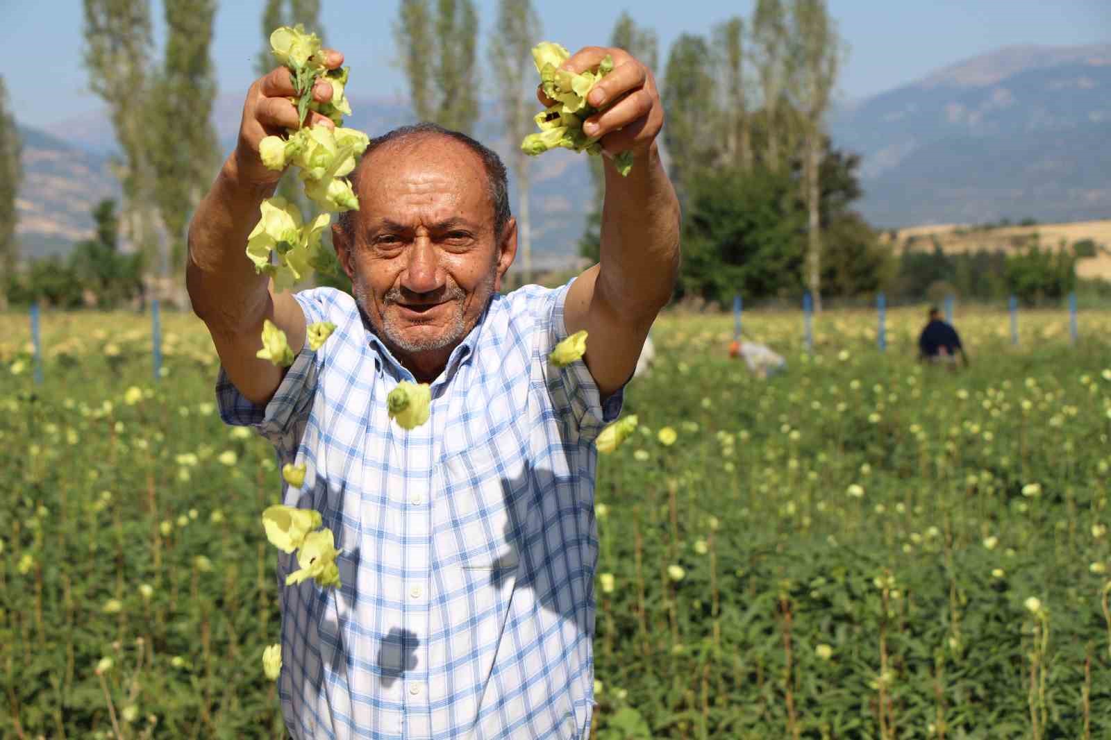 amasyanin-tescilli-bamyasina-afrikadan-rakip-cikti