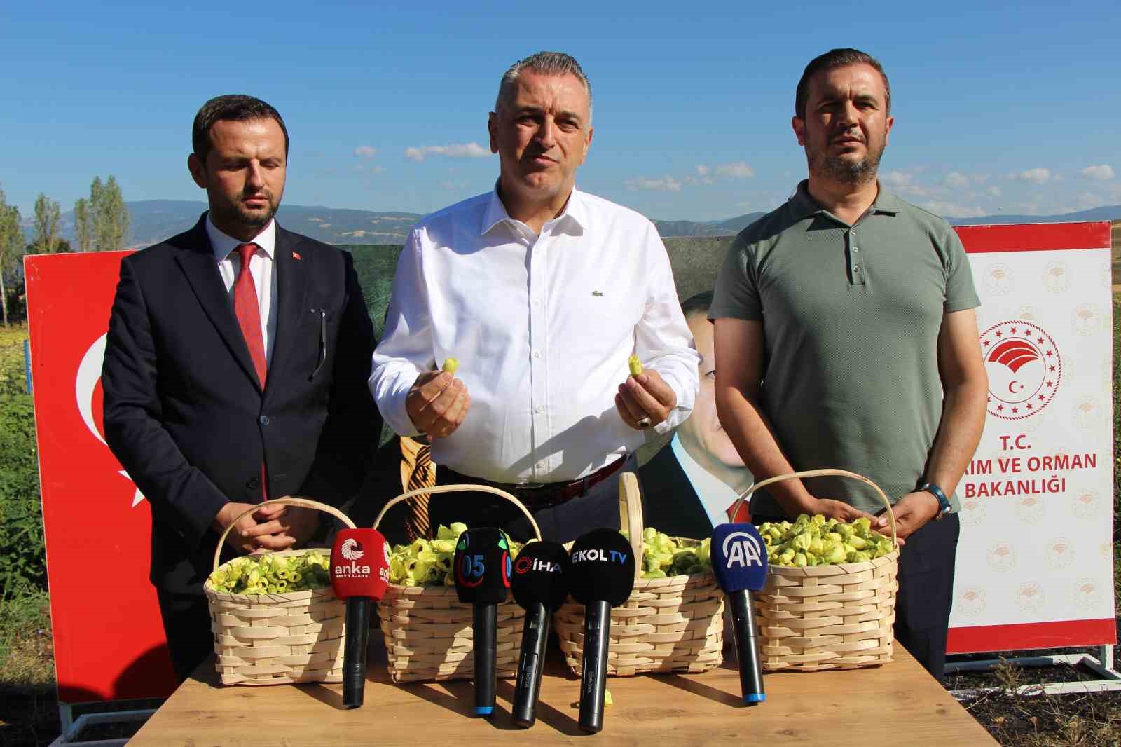 amasyanin-tescilli-bamyasina-afrikadan-rakip-cikti