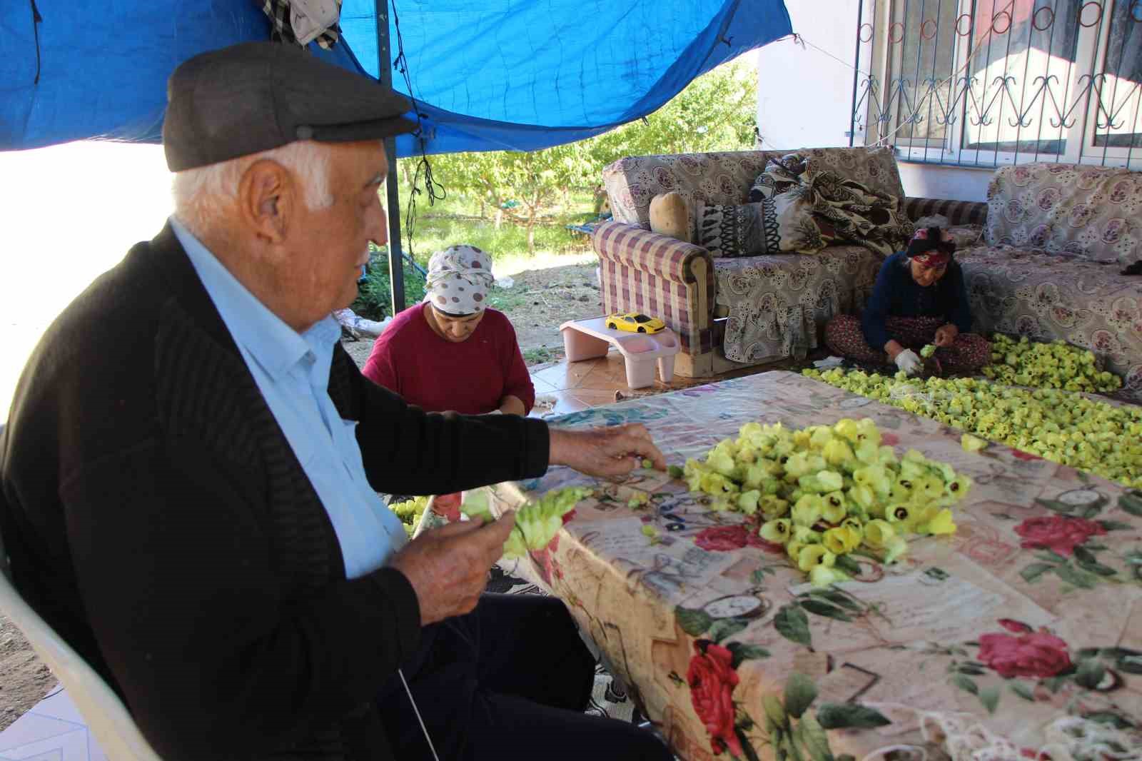 amasyanin-tescilli-bamyasina-afrikadan-rakip-cikti