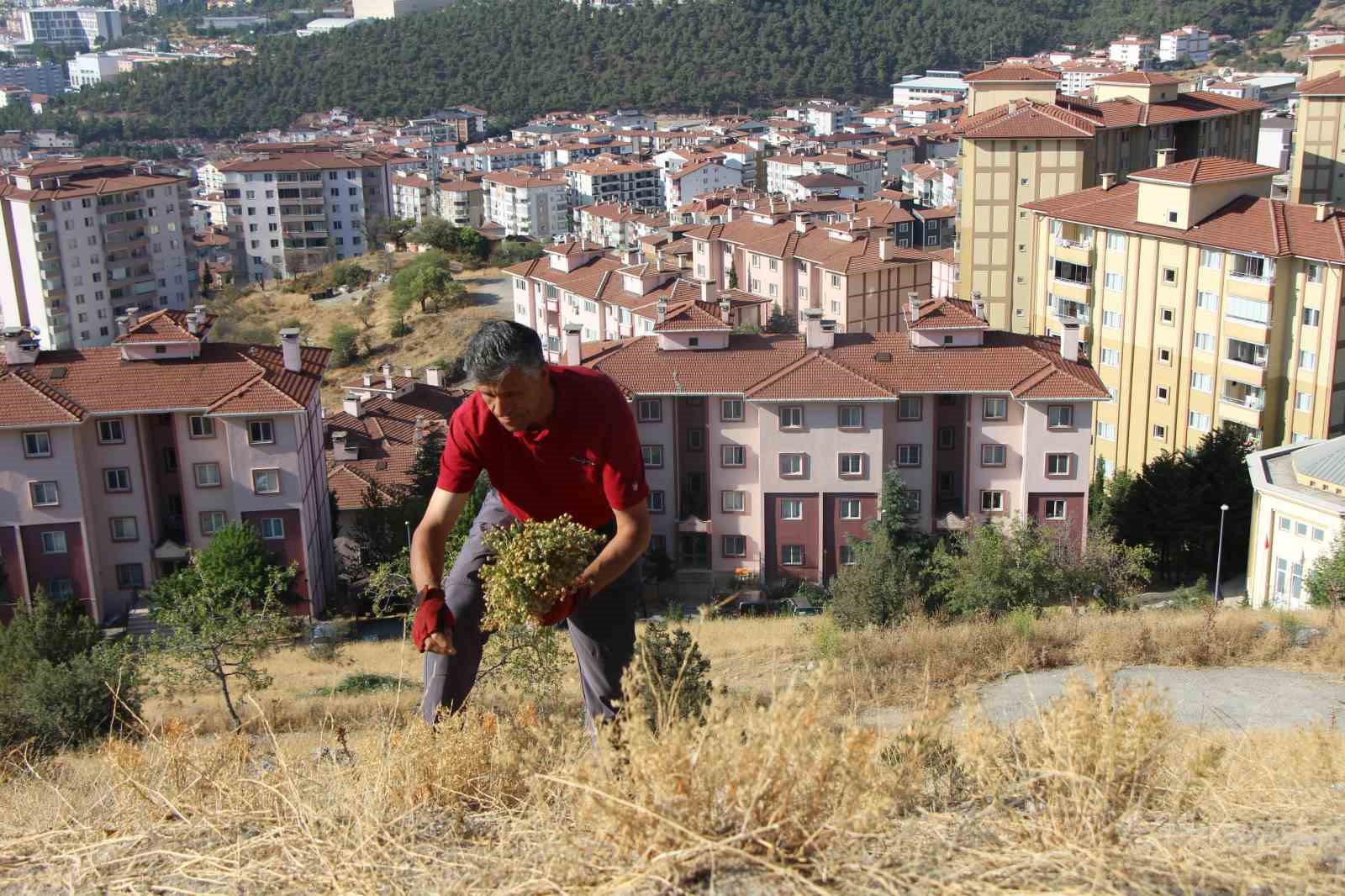 dag-yamaclarindan-topluyor-buketini-100-tlden-satiyor