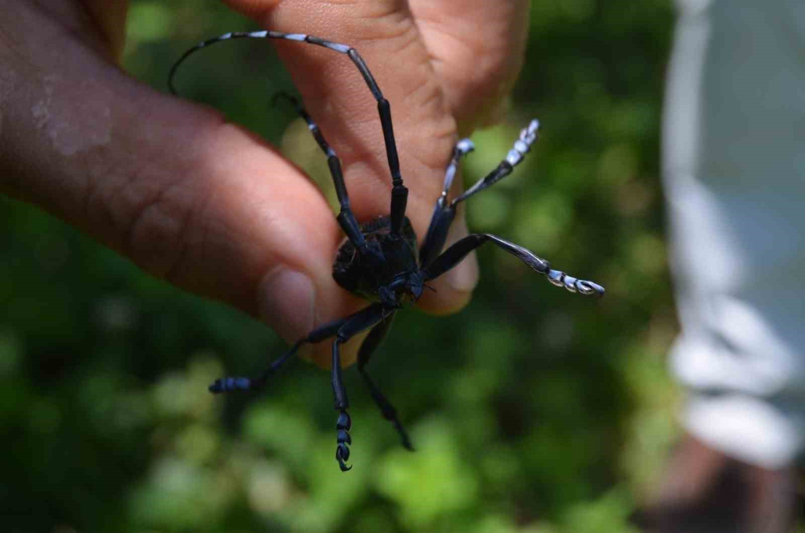 drakula-bahceleri-kuruttu-4-bin-100-dekar-alandaki-findik-agaclari-sokuldu