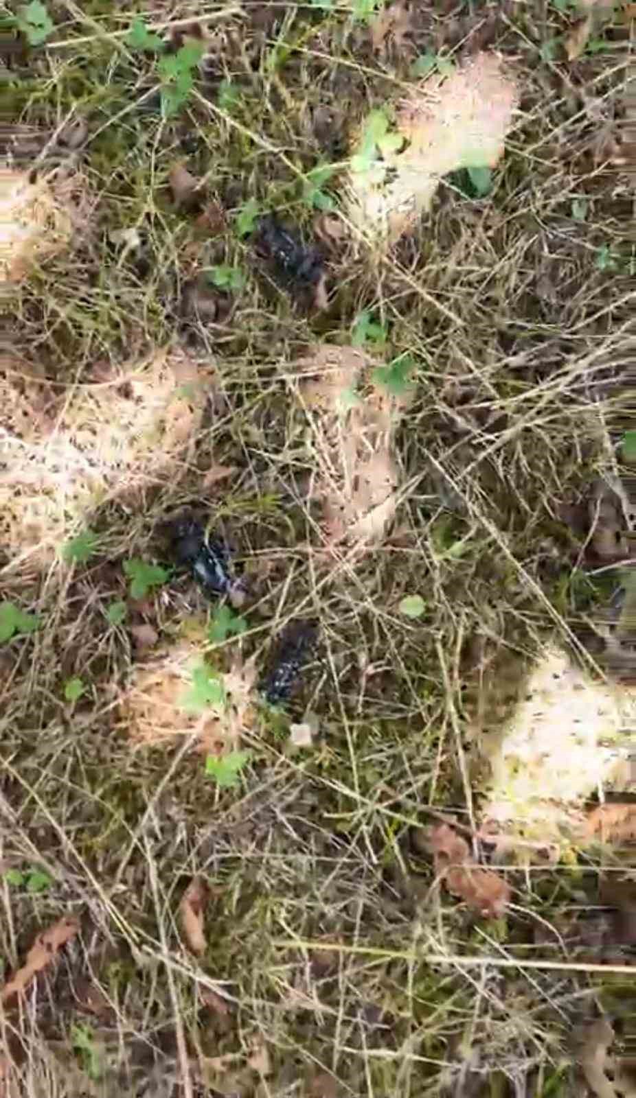 drakula-bahceleri-kuruttu-4-bin-100-dekar-alandaki-findik-agaclari-sokuldu