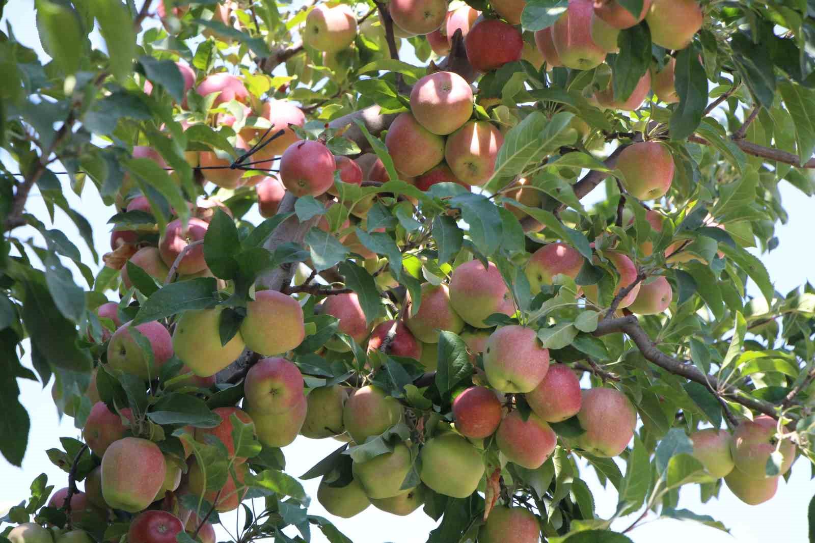 elmalarini-zirai-dondan-koruyan-ciftci-hasada-basladi-80-ton-rekolte-bekliyor