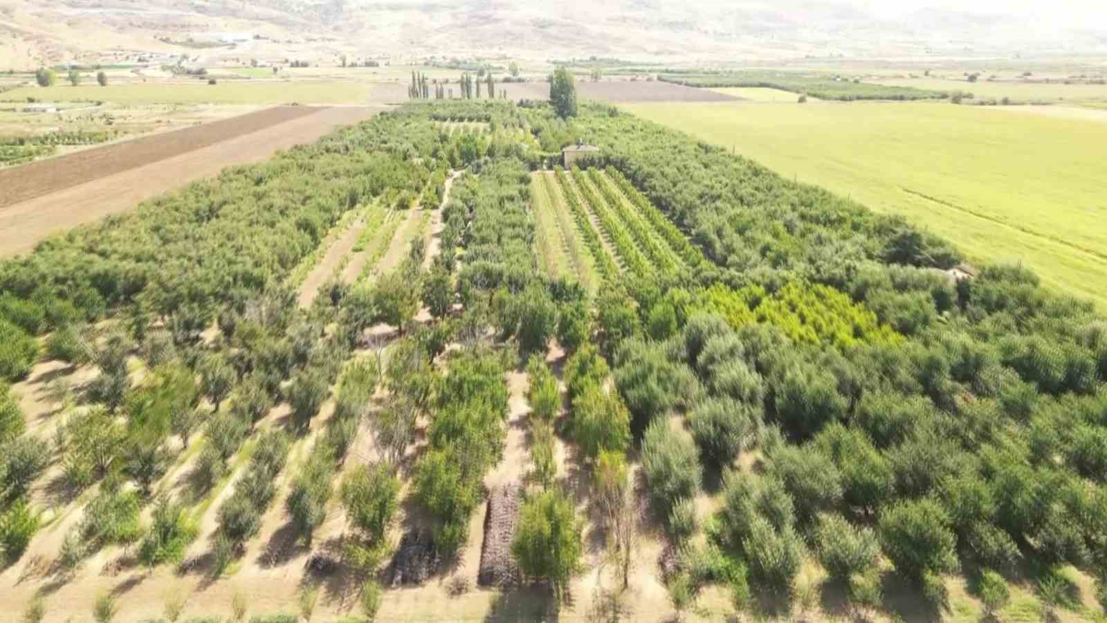 elmalarini-zirai-dondan-koruyan-ciftci-hasada-basladi-80-ton-rekolte-bekliyor
