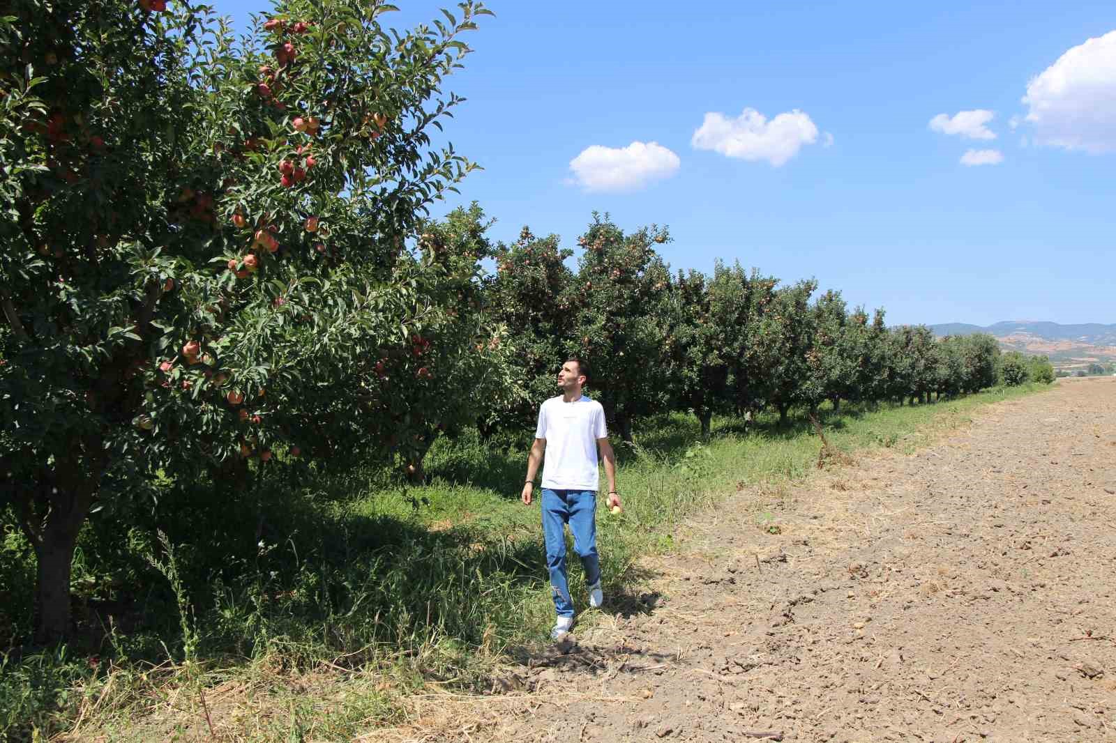 elmalarini-zirai-dondan-koruyan-ciftci-hasada-basladi-80-ton-rekolte-bekliyor