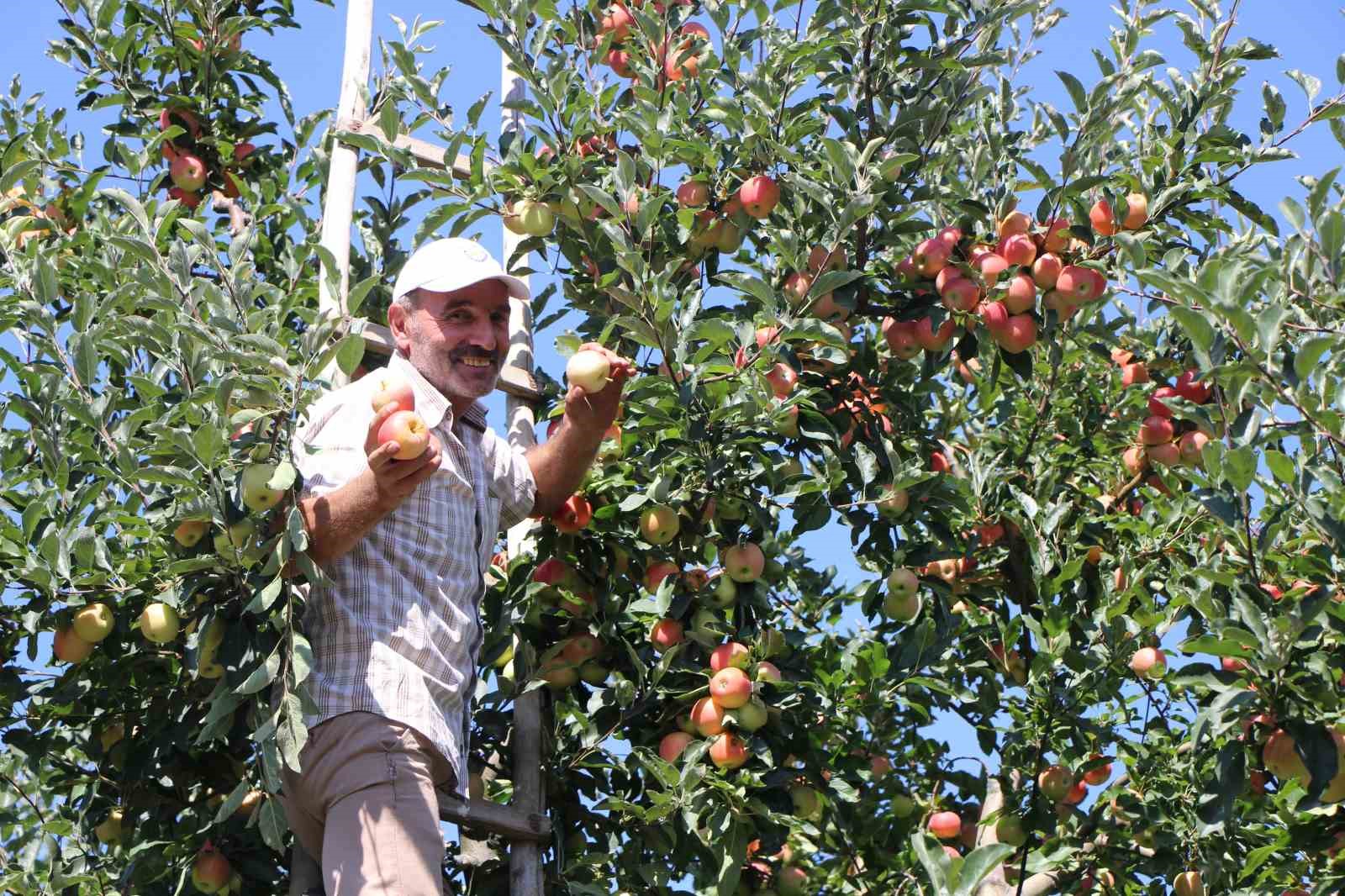 elmalarini-zirai-dondan-koruyan-ciftci-hasada-basladi-80-ton-rekolte-bekliyor