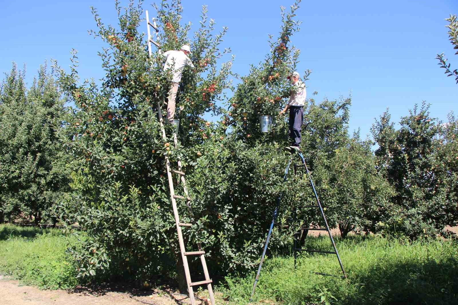 elmalarini-zirai-dondan-koruyan-ciftci-hasada-basladi-80-ton-rekolte-bekliyor