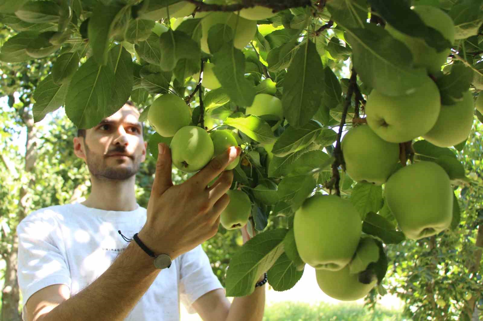 elmalarini-zirai-dondan-koruyan-ciftci-hasada-basladi-80-ton-rekolte-bekliyor