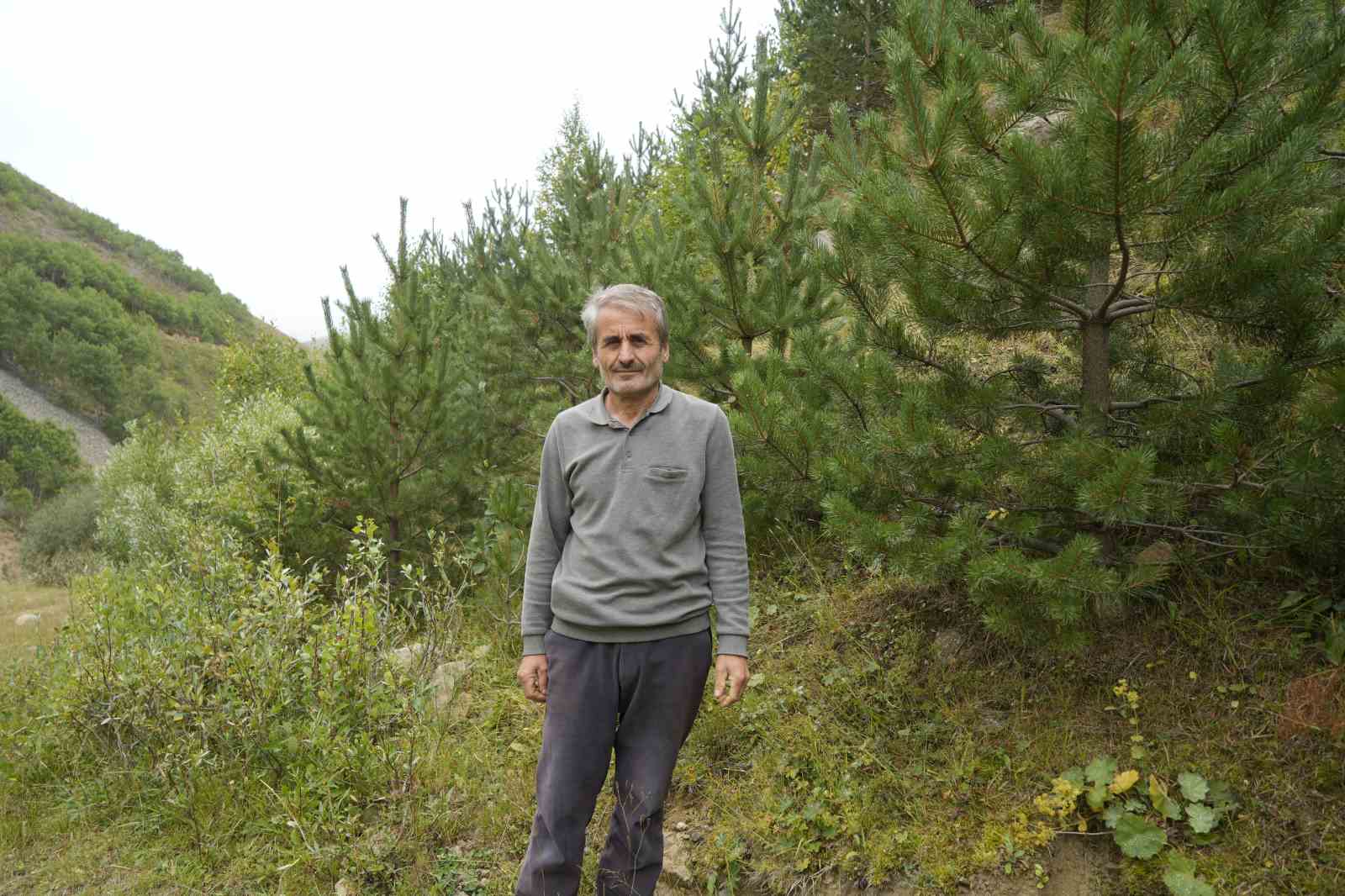gumushanede-emekli-imam-kendi-imkanlariyla-koyune-50-bin-agac-dikti