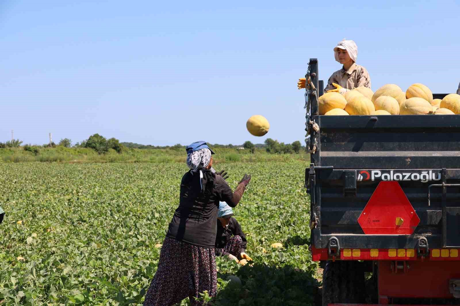 kadin-isciler-ekmek-parasini-topraktan-cikariyor