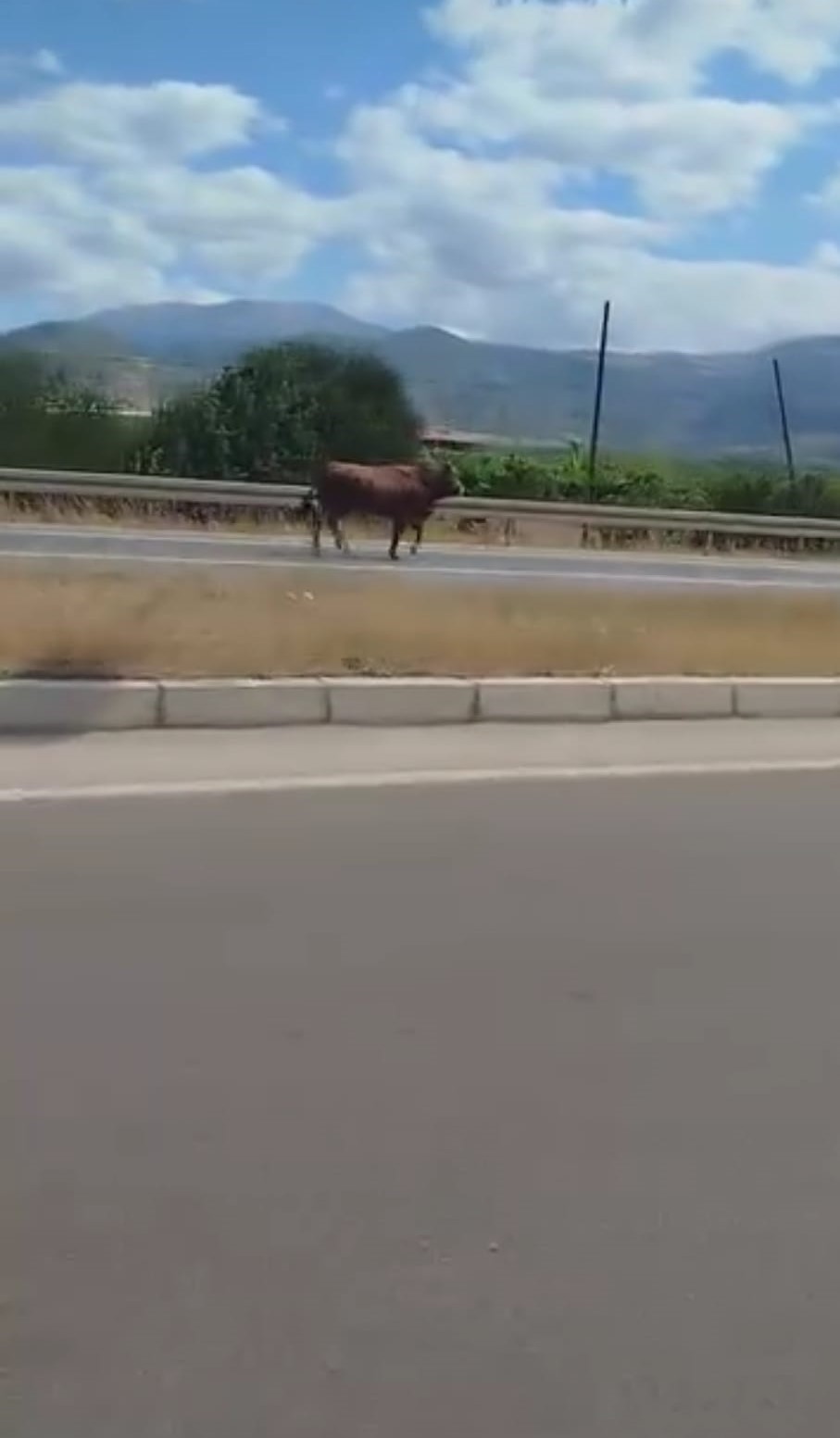 kesime-goturulurken-kacan-boga-trafige-cikti