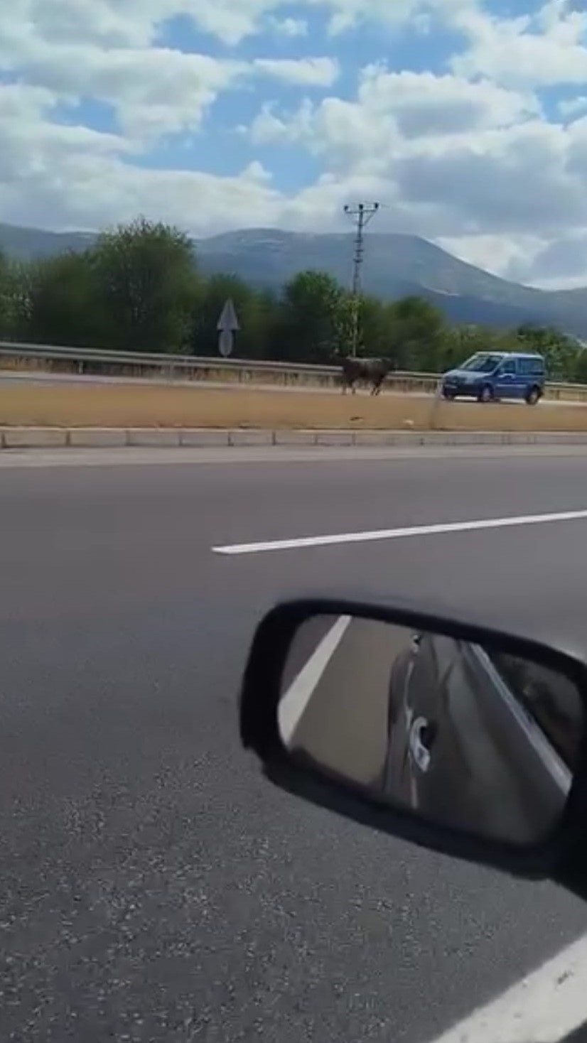 kesime-goturulurken-kacan-boga-trafige-cikti