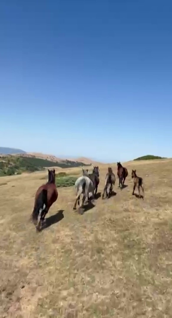 motosikletiyle-dolasirken-yilki-atlariyla-yaristi