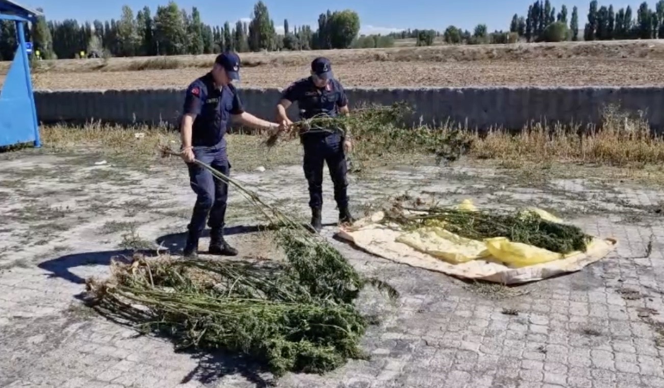 alacada-ele-gecirilen-21-kok-kenevir-imha-edildi