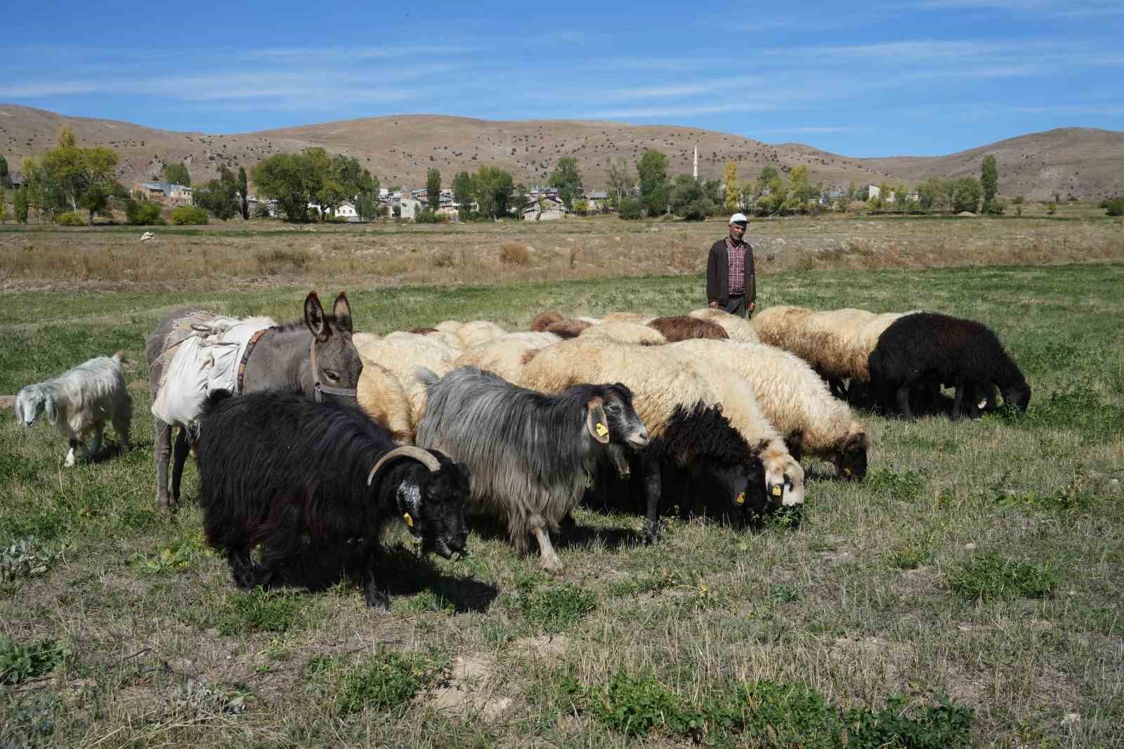 bayburtta-kaybolan-13-koyun-jandarma-ekiplerince-dagda-bulundu