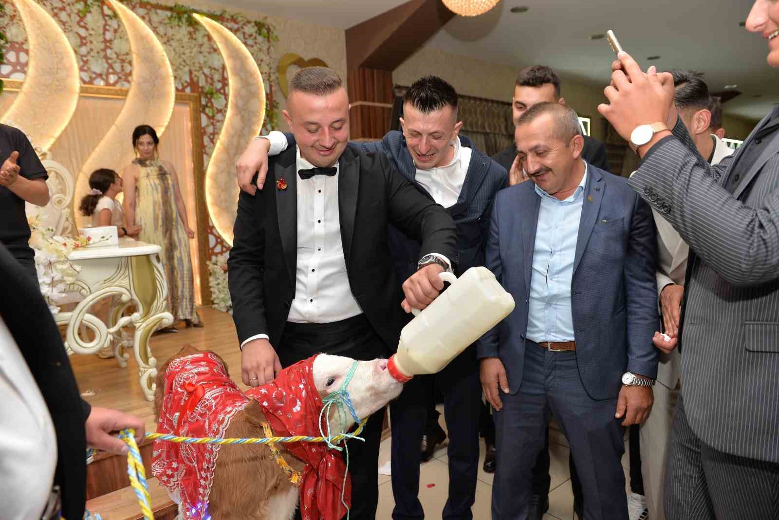dugunde-gelin-ve-damada-ilginc-taki-buzagi-hediye-ettiler