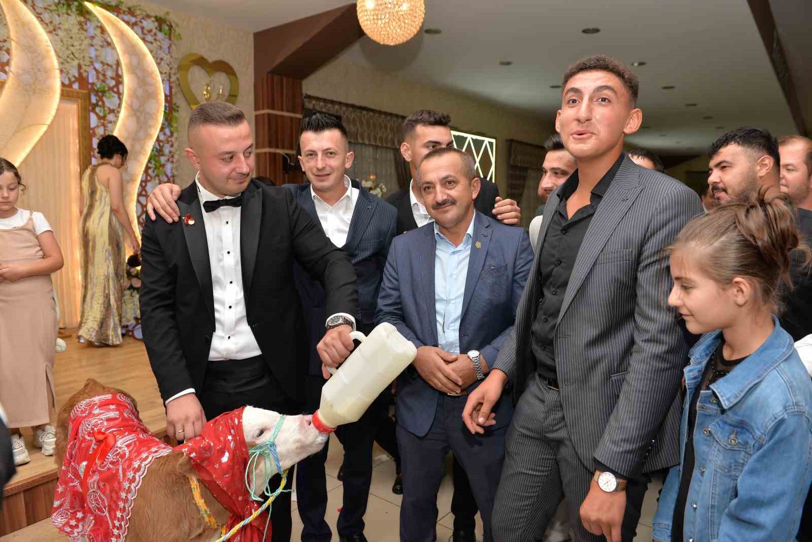 dugunde-gelin-ve-damada-ilginc-taki-buzagi-hediye-ettiler