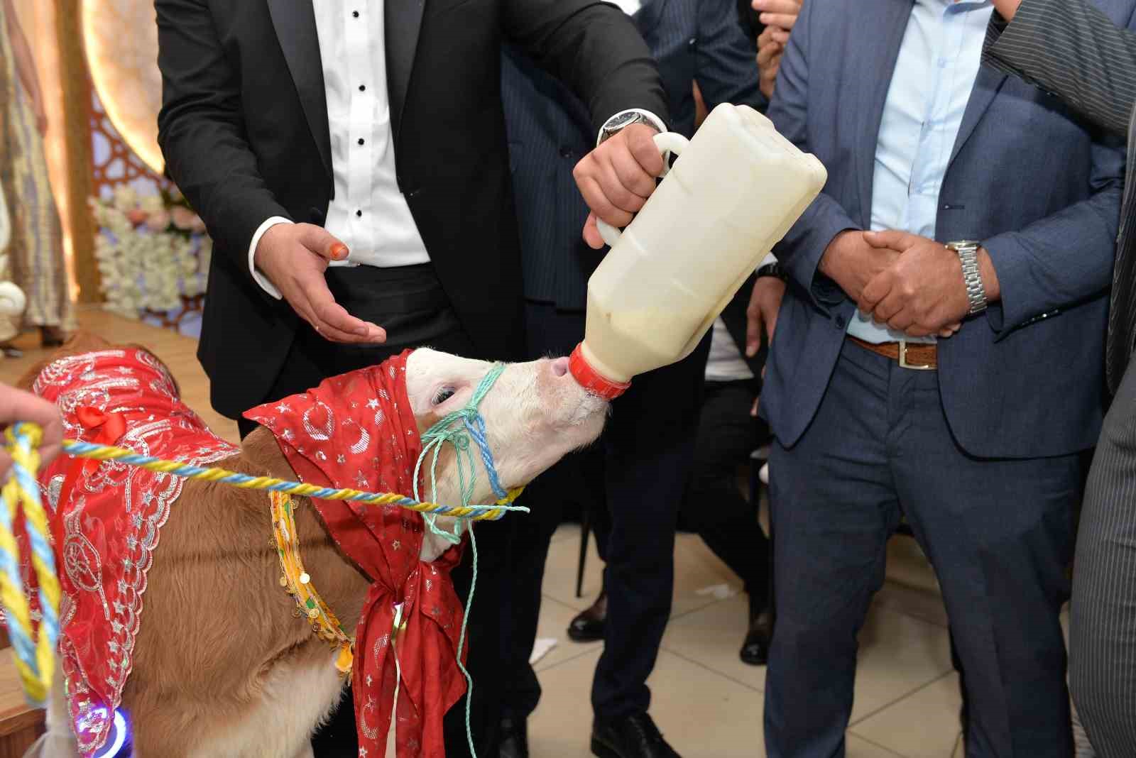 dugunde-gelin-ve-damada-ilginc-taki-buzagi-hediye-ettiler