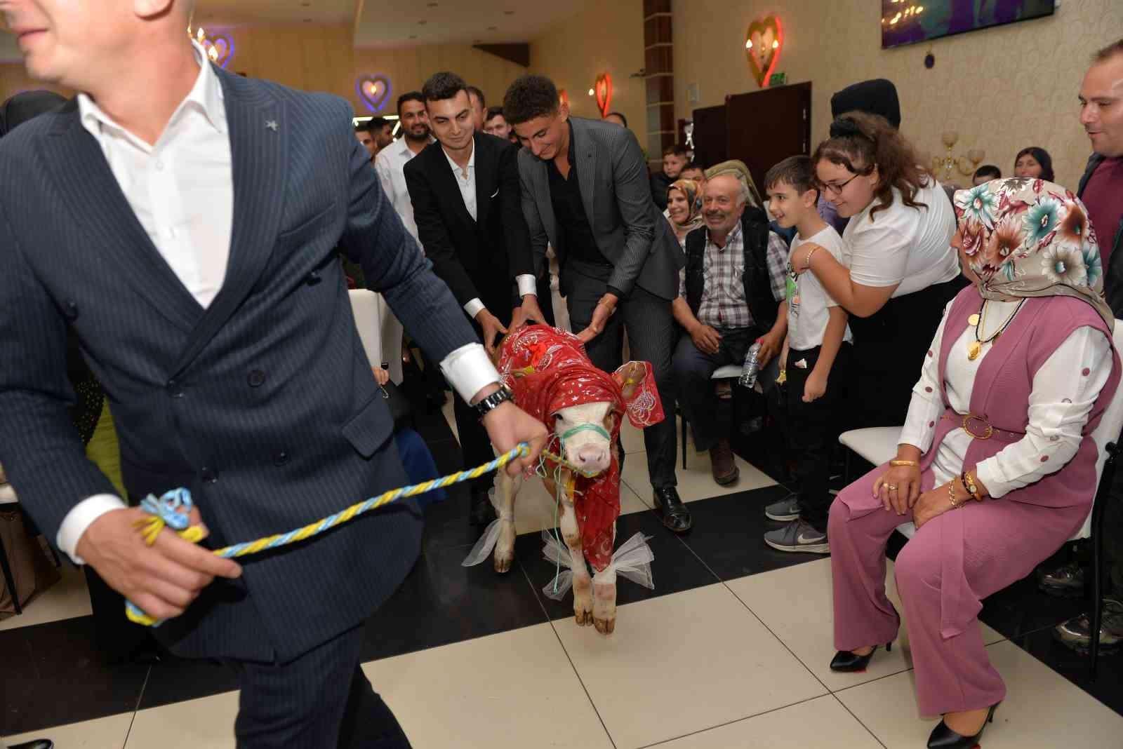 dugunde-gelin-ve-damada-ilginc-taki-buzagi-hediye-ettiler