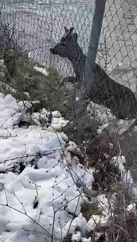 amasyada-su-kanalina-dusen-karacayi-avcilar-kurtardi