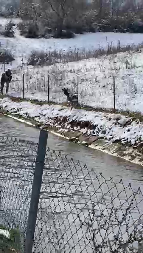 amasyada-su-kanalina-dusen-karacayi-avcilar-kurtardi