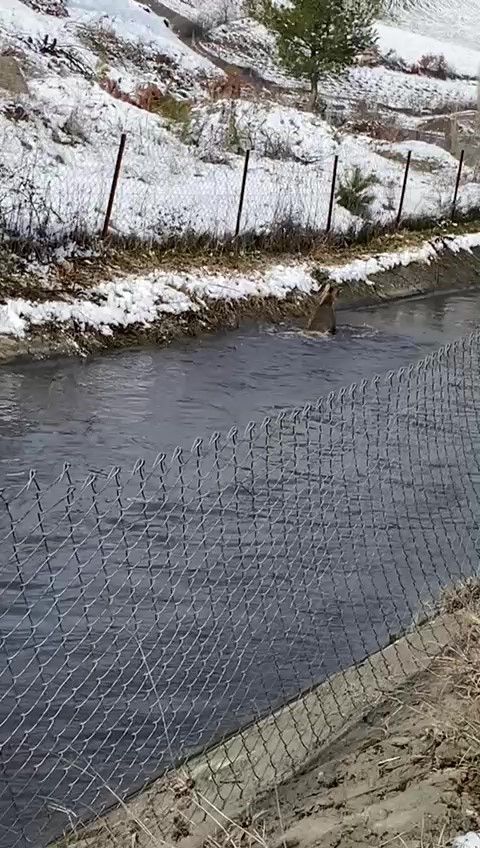 amasyada-su-kanalina-dusen-karacayi-avcilar-kurtardi