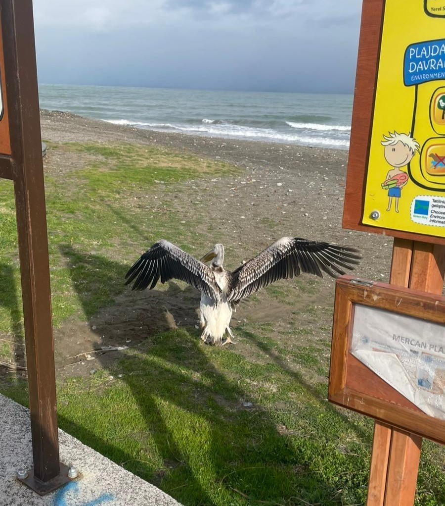 atakum-sahilinde-pelikan-goruldu