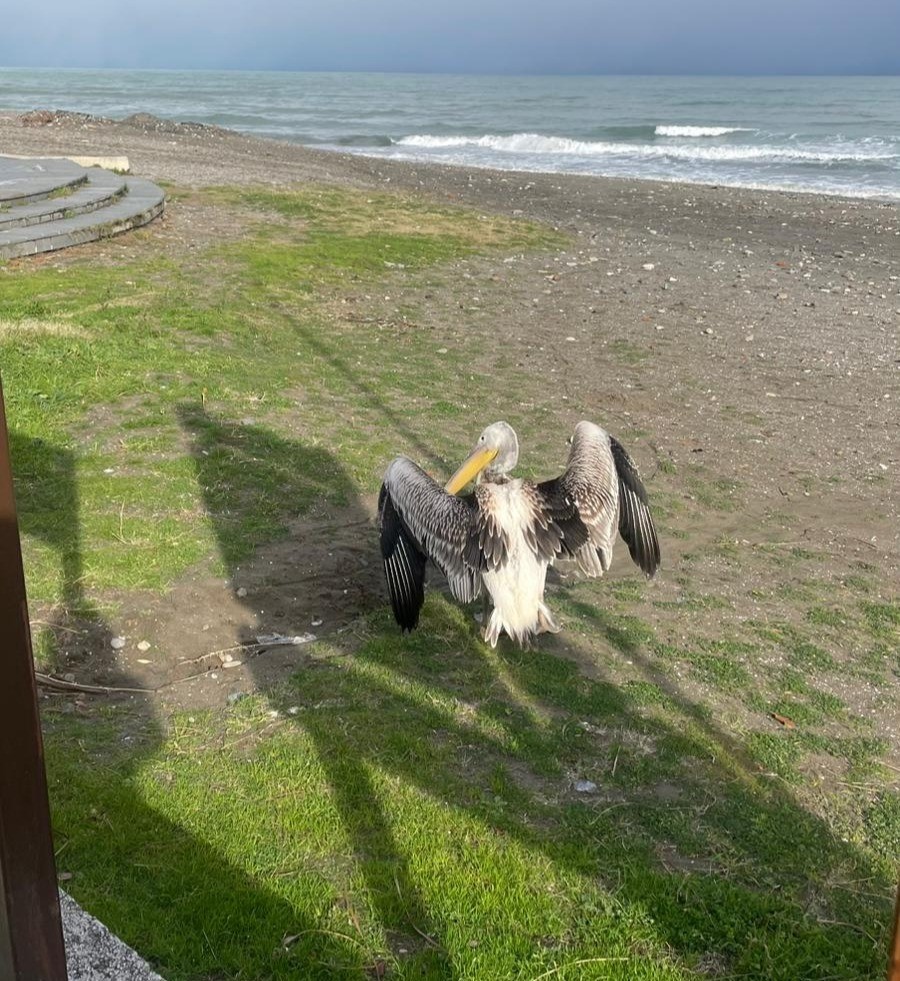 atakum-sahilinde-pelikan-goruldu