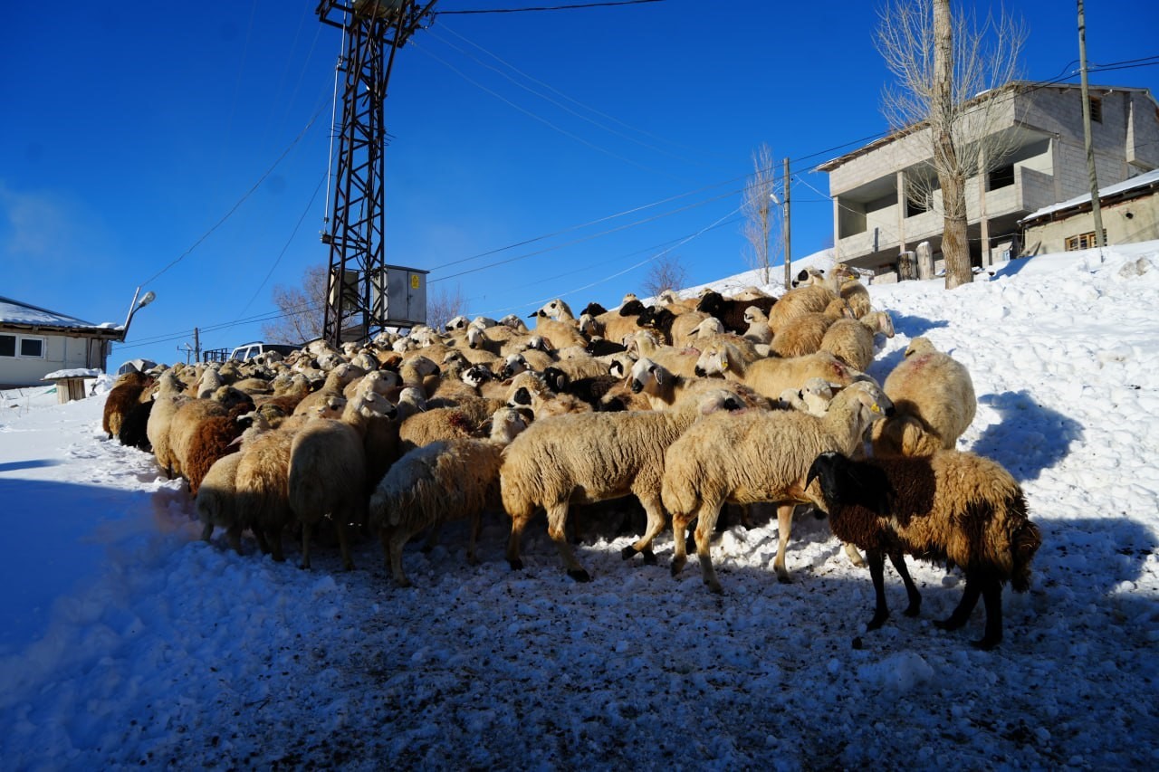 bayburtlu-besici-zorlu-kis-sartlarina-ragmen-140-hayvanini-sevgiyle-buyutuyor