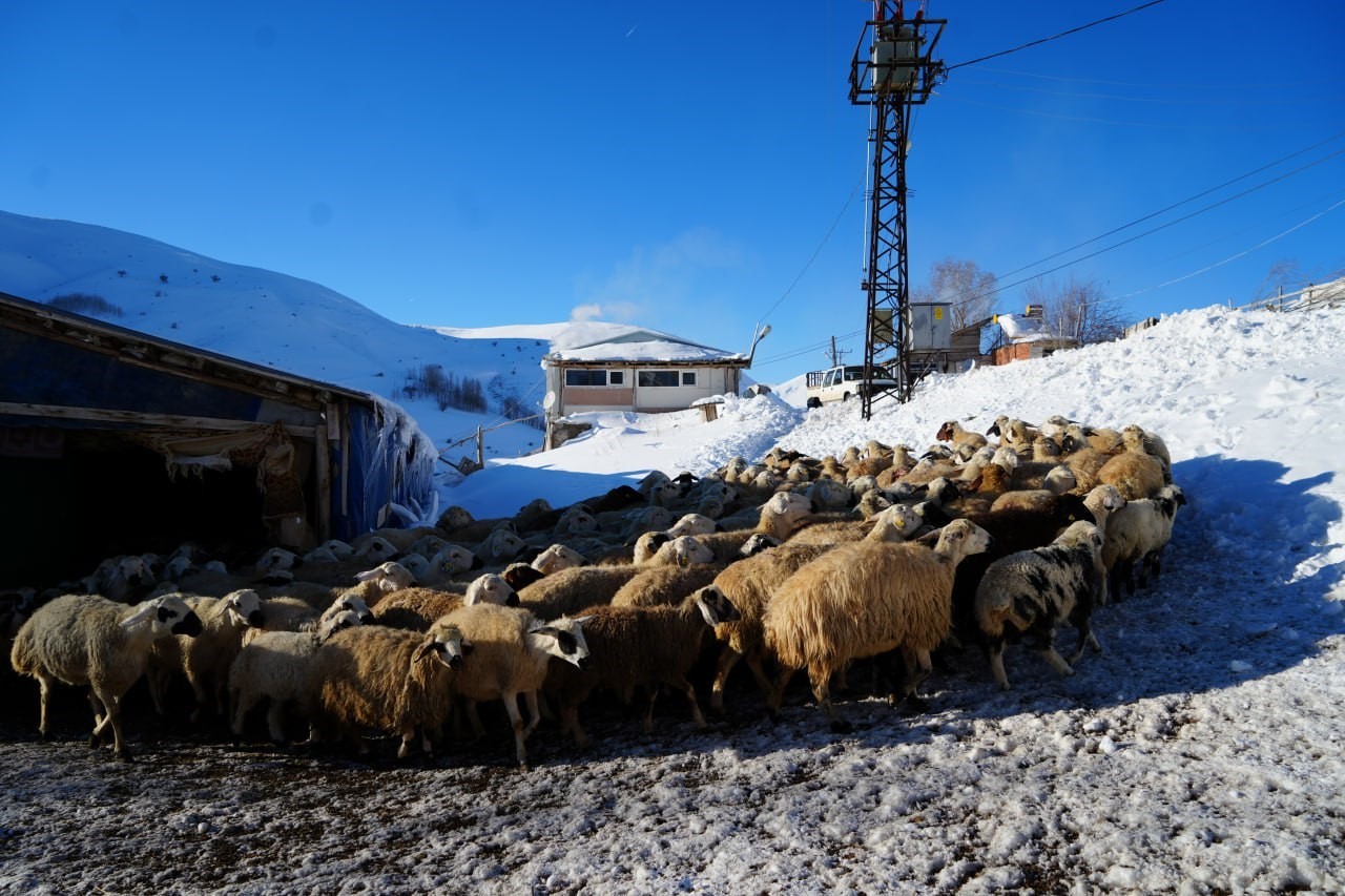 bayburtlu-besici-zorlu-kis-sartlarina-ragmen-140-hayvanini-sevgiyle-buyutuyor