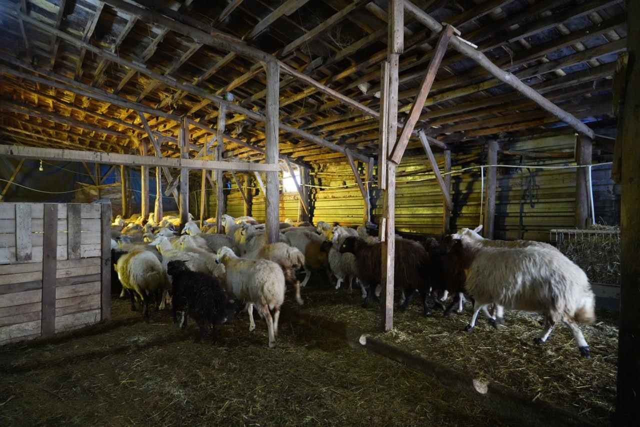 bayburtlu-besici-zorlu-kis-sartlarina-ragmen-140-hayvanini-sevgiyle-buyutuyor