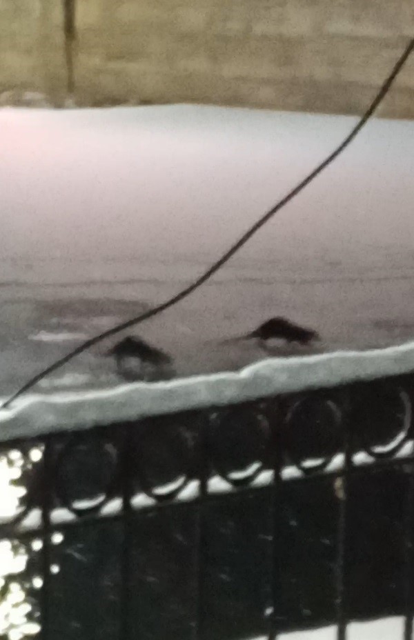 bayburtta-su-samuru-bu-kez-esiyle-birlikte-goruntulendi