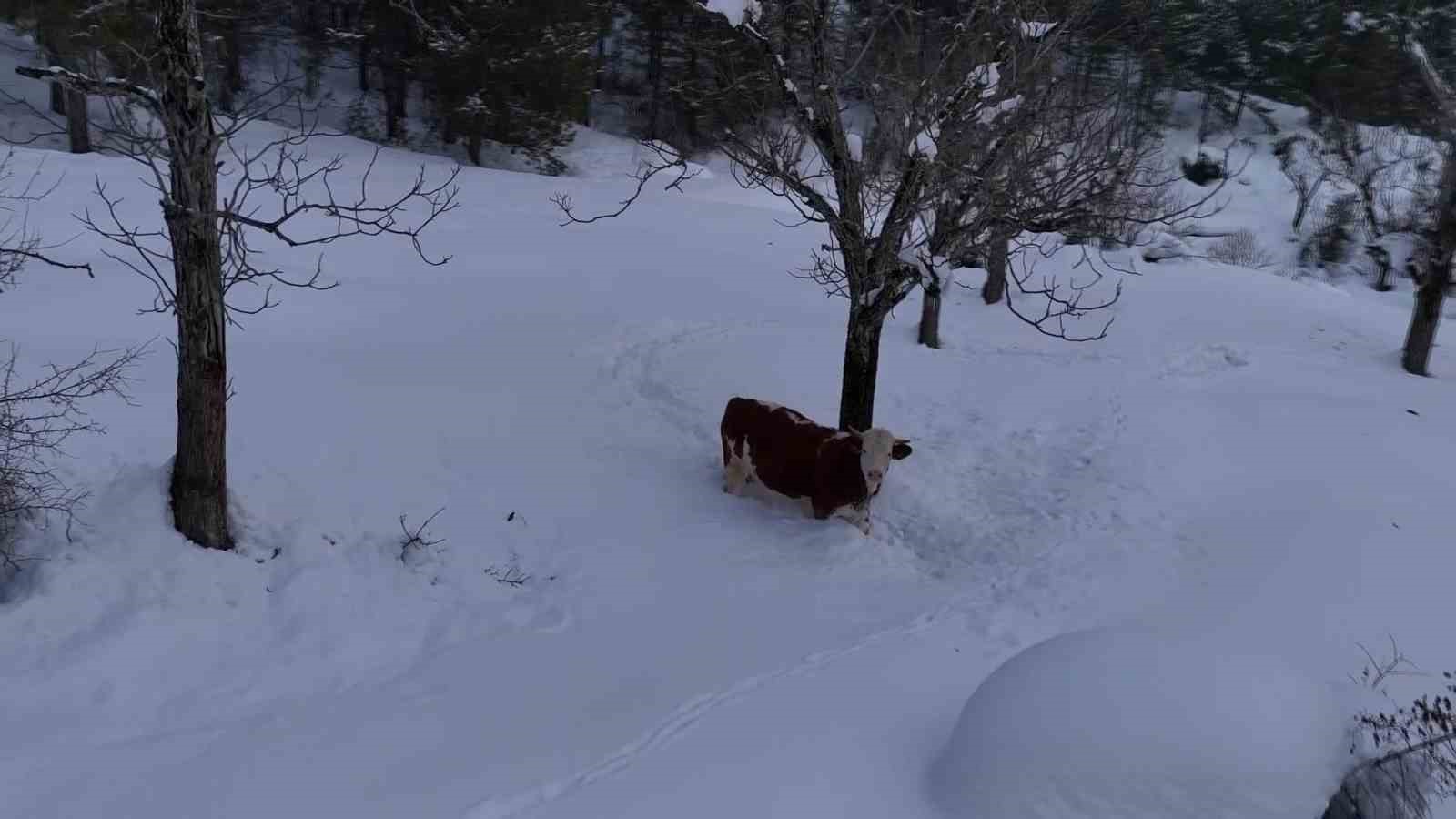 buyukbas-hayvanlarin-karla-imtihani-dronla-goruntulendi