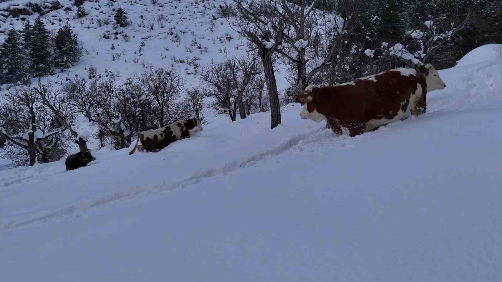 buyukbas-hayvanlarin-karla-imtihani-dronla-goruntulendi
