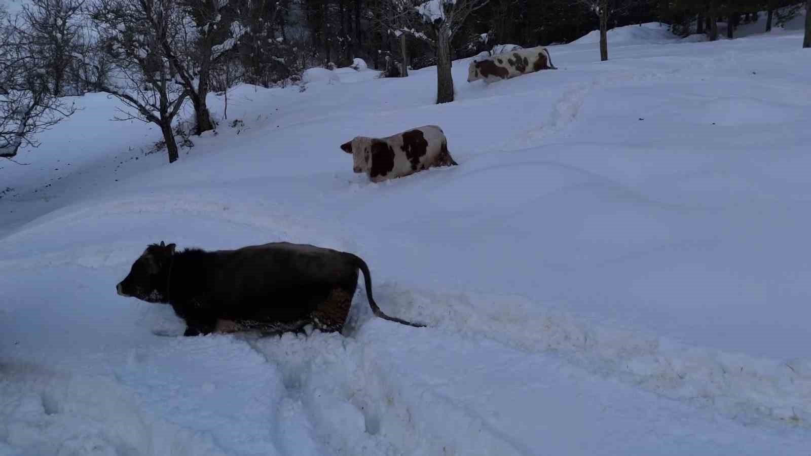 buyukbas-hayvanlarin-karla-imtihani-dronla-goruntulendi