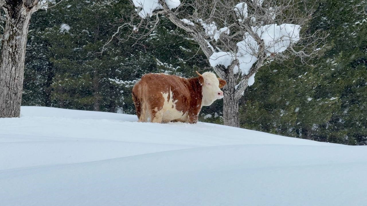 buyukbas-hayvanlarin-karla-imtihani-dronla-goruntulendi