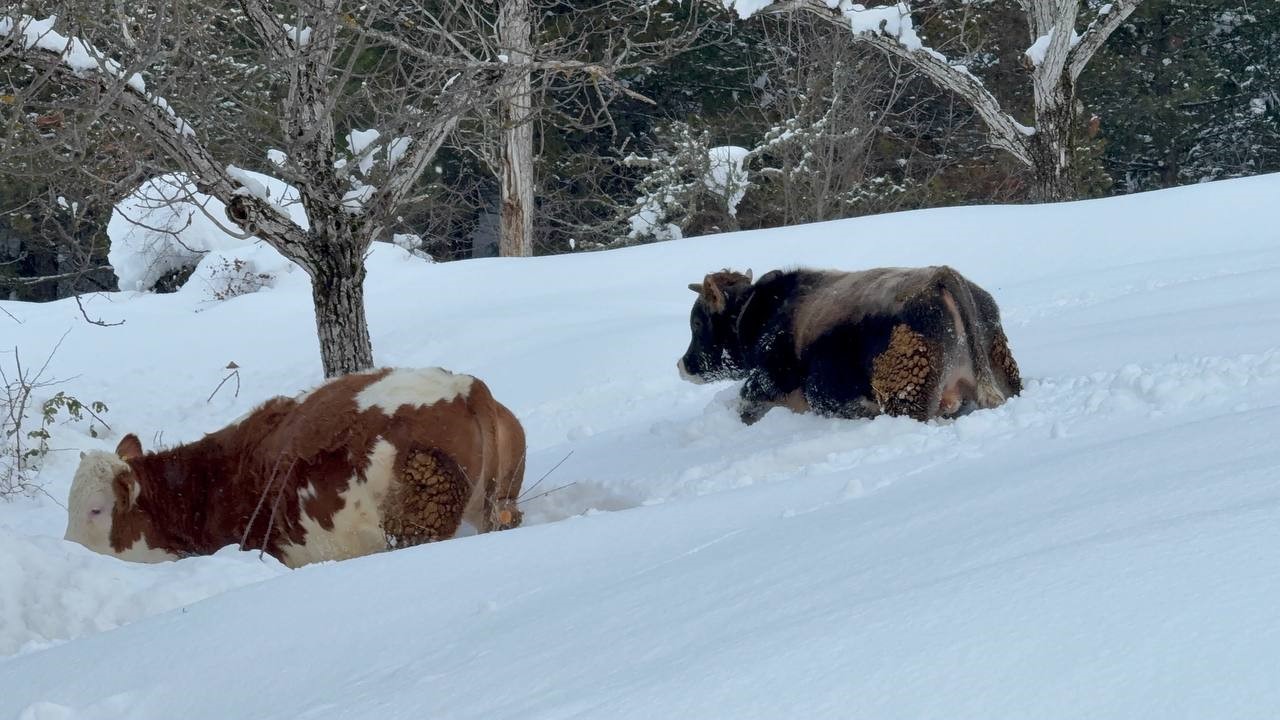 buyukbas-hayvanlarin-karla-imtihani-dronla-goruntulendi