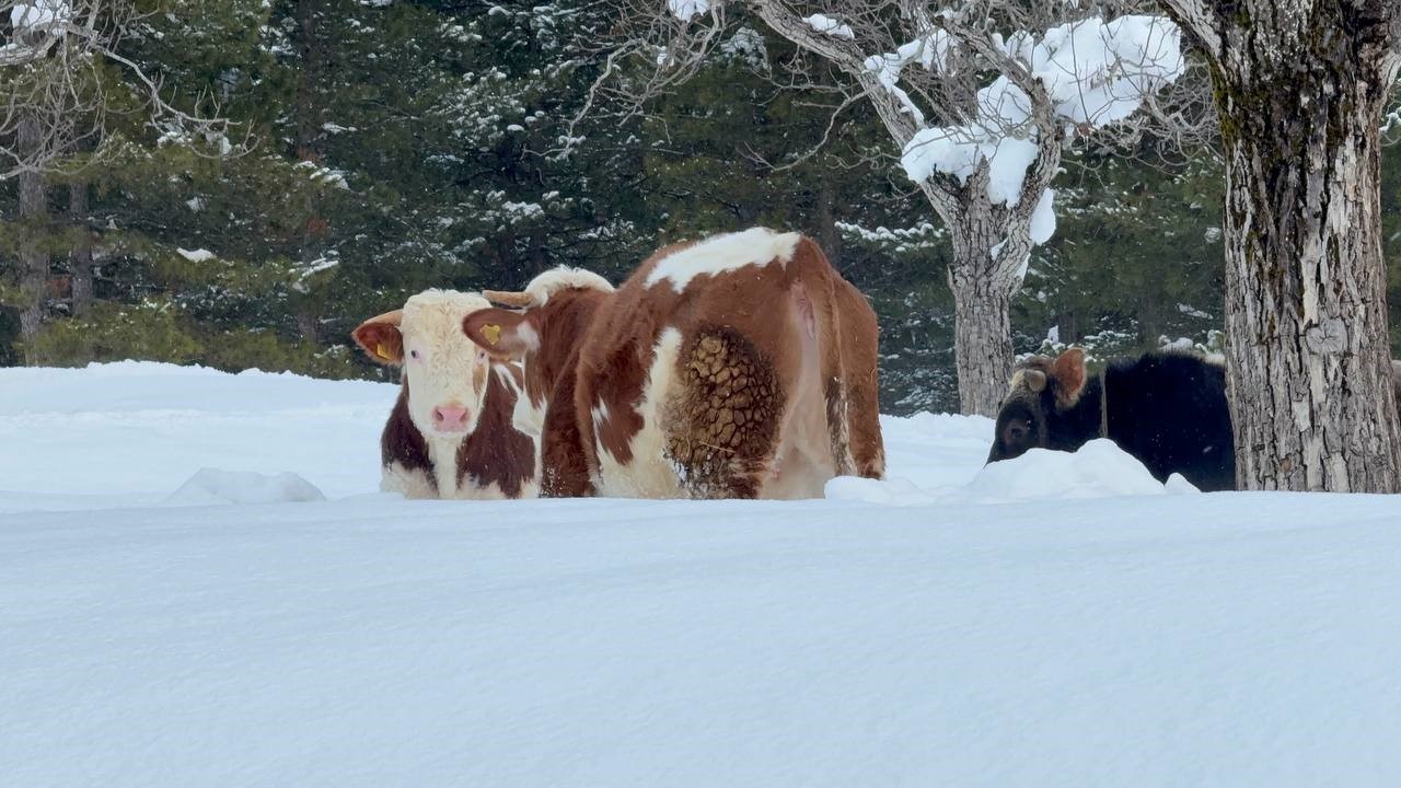 buyukbas-hayvanlarin-karla-imtihani-dronla-goruntulendi