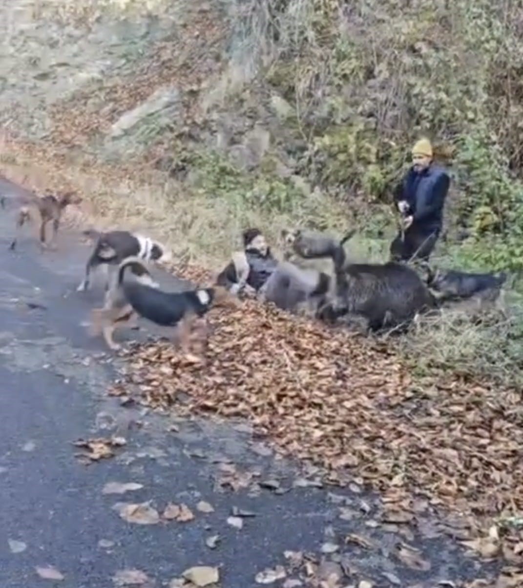 domuzun-saldirisindan-avci-arkadaslari-kurtardi